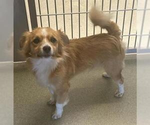Chihuahua-Unknown Mix Dogs for adoption in San Martin, CA, USA