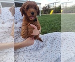 Puppy Puppy 4 Black Goldendoodle (Miniature)