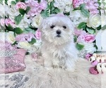 Small Photo #81 Maltese Puppy For Sale in HAYWARD, CA, USA