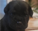 Small Photo #10 Cane Corso Puppy For Sale in MODESTO, CA, USA