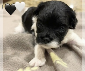 Maltipoo (Toy) Puppy for sale in CARLSBAD, CA, USA