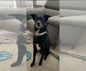 Australian Shepherd-Unknown Mix Dogs for adoption in Dallas, TX, USA