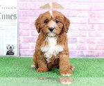 Small Photo #1 Cavalier King Charles Spaniel-Poodle (Toy) Mix Puppy For Sale in BEL AIR, MD, USA