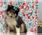 Small #6 Collie