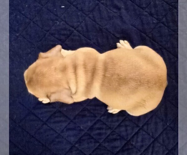 Medium Photo #4 French Bulldog Puppy For Sale in CHINO HILLS, CA, USA