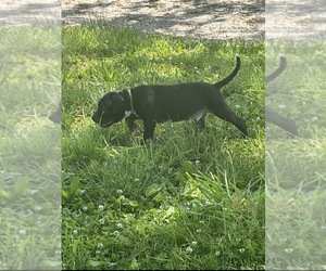 Bullypit Puppy for sale in BETHALTO, IL, USA