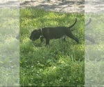 Small Bullypit