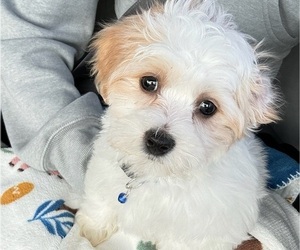 ShihPoo Puppy for sale in BOSTON, MA, USA