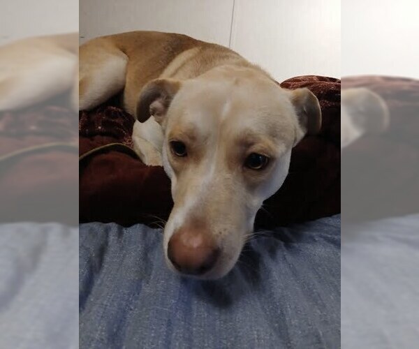 Medium Photo #6 Labsky Puppy For Sale in Evansville, IN, USA