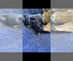 Small Photo #1 Cane Corso Puppy For Sale in ANDERSON, IN, USA