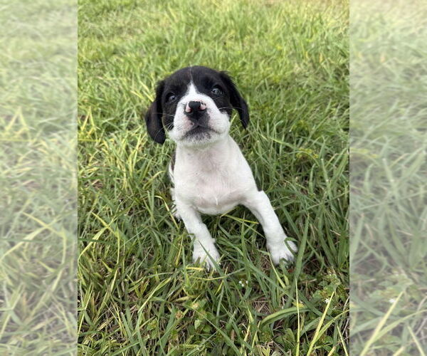 Medium Photo #4 Boxer-Unknown Mix Puppy For Sale in Tampa, FL, USA