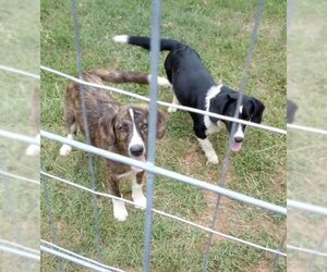 Basset Hound-English Springer Spaniel Mix Dogs for adoption in Norman, OK, USA