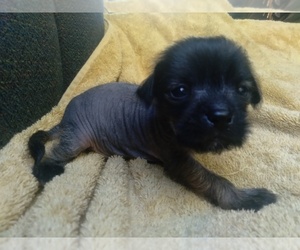 Shih Tzu-Xoloitzcuintli (Mexican Hairless) Mix Puppy for sale in COLVILLE, WA, USA