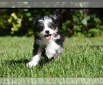 Small #7 Auss-Tzu