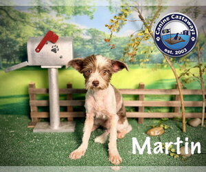 Martin - Male Shih-Poo Dog for Adoption - Photo #4
