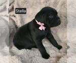 Small #3 Cane Corso