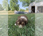 Puppy 4 F2 Aussiedoodle