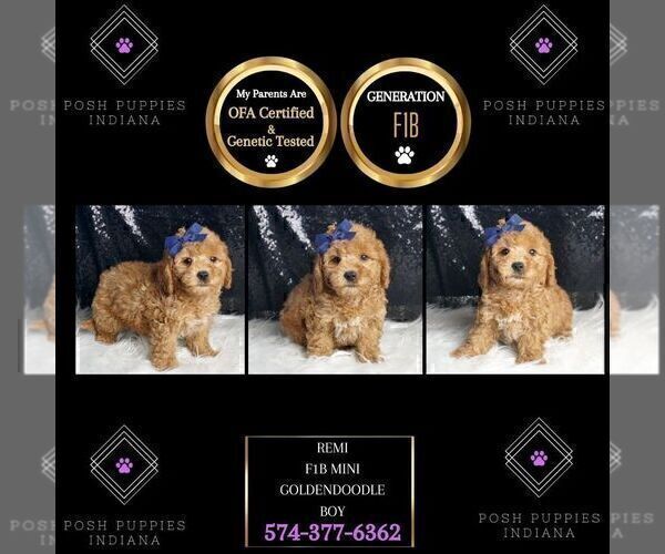 Medium Photo #1 Goldendoodle (Miniature) Puppy For Sale in WARSAW, IN, USA