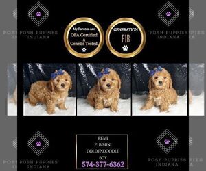 Medium Goldendoodle (Miniature)