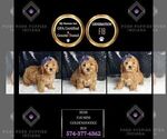 Puppy Remi F1B Goldendoodle (Miniature)