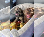 Small #1 Maltese Mix