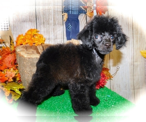 Medium Photo #2 Poodle (Toy) Puppy For Sale in HAMMOND, IN, USA