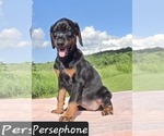 Small Photo #7 Doberman Pinscher Puppy For Sale in POMEROY, OH, USA