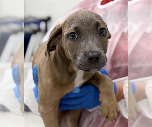 Medium Photo #1 American Staffordshire Terrier-Weimaraner Mix Puppy For Sale in Canfield, OH, USA