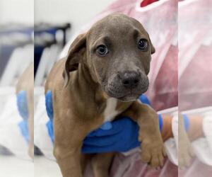 American Staffordshire Terrier-Weimaraner Mix Dogs for adoption in Canfield, OH, USA