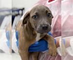 Small American Staffordshire Terrier-Weimaraner Mix