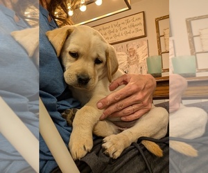 Labrador Retriever Puppy for Sale in FORT LUPTON, Colorado USA