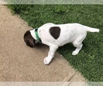 Small Photo #10 German Shorthaired Pointer Puppy For Sale in AMARILLO, TX, USA