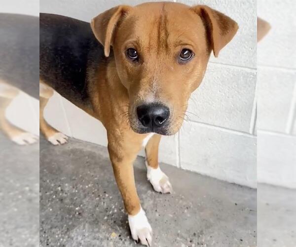 Medium Photo #2 Redbone Coonhound-Unknown Mix Puppy For Sale in Houston, TX, USA