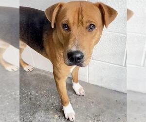 THEO - Male Redbone Coonhound-Unknown Mix Dog for Adoption - Photo #2