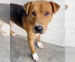 Small Photo #2 Redbone Coonhound-Unknown Mix Puppy For Sale in Houston, TX, USA