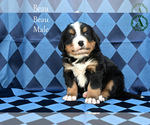 Small Photo #17 Bernese Mountain Dog Puppy For Sale in HARRISONBURG, VA, USA