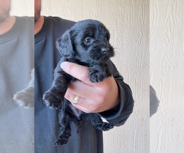 Medium Photo #2 YorkiePoo Puppy For Sale in FALCON, CO, USA