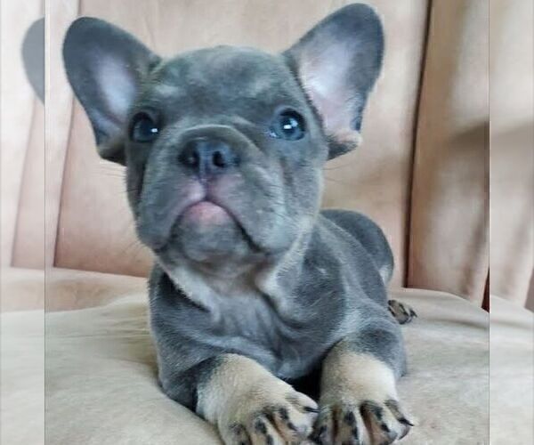 Medium Photo #1 French Bulldog Puppy For Sale in GORDONVILLE, PA, USA