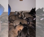 Small Photo #27 Belgian Malinois Puppy For Sale in HARKER HEIGHTS, TX, USA