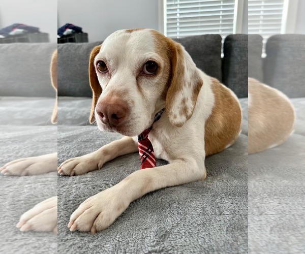 Medium Photo #9 Beagle Puppy For Sale in Dunnellon, FL, USA