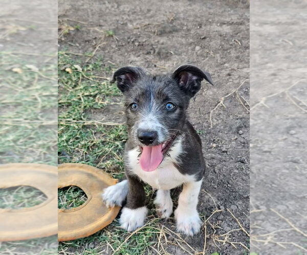 Medium Photo #2 Mutt Puppy For Sale in Brewster, NY, USA