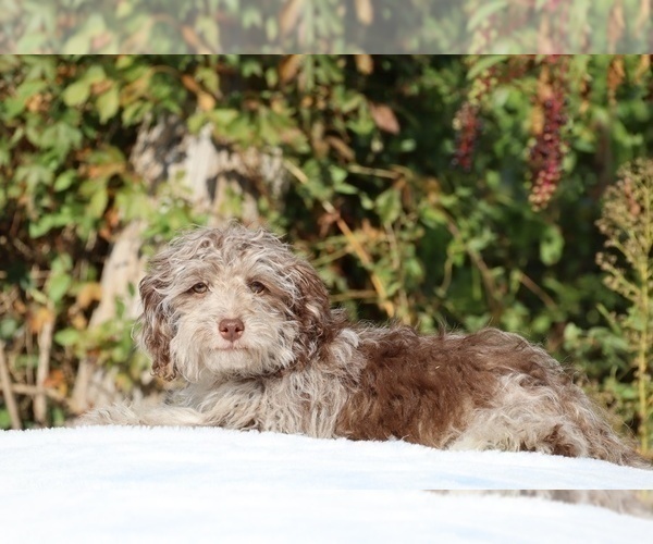 Medium Photo #3 ShihPoo Puppy For Sale in DYERSBURG, TN, USA