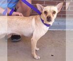 Small #1 Chihuahua Mix