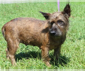 Poppy 44366 - Female Mutt Dog for Adoption - Photo #3