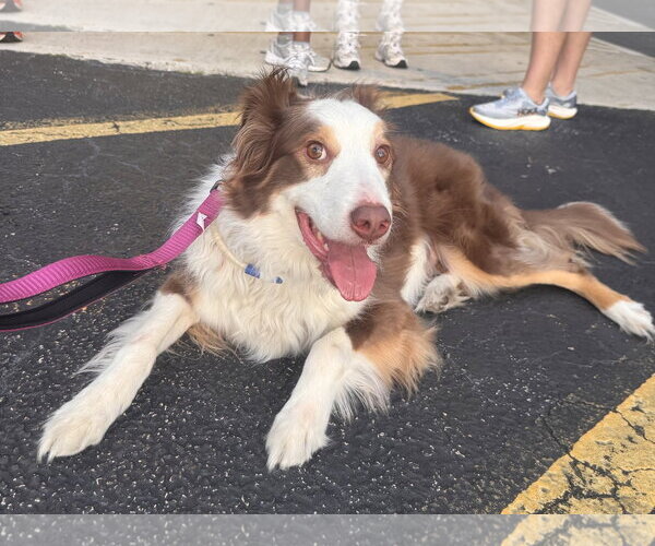 Medium Photo #4 Australian Shepherd Puppy For Sale in Royal Palm Beach, FL, USA