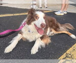 Small #3 Australian Shepherd