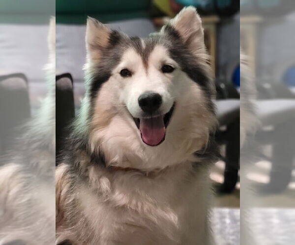 Medium Photo #1 Alaskan Malamute Puppy For Sale in Minneapolis, MN, USA