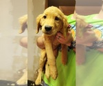 Puppy Pink Collar Golden Retriever