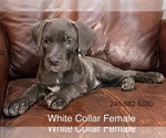 Small Photo #6 Cane Corso Puppy For Sale in LA PLATA, MD, USA