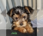 Puppy Puppy 4 Jade Border Collie